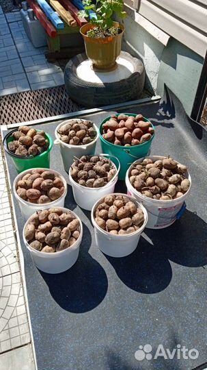 Семенной картофель