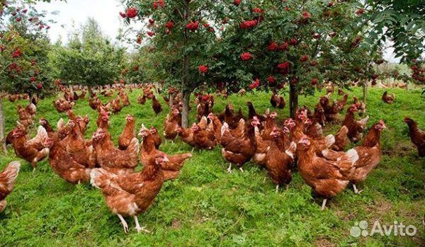 Несушки красная