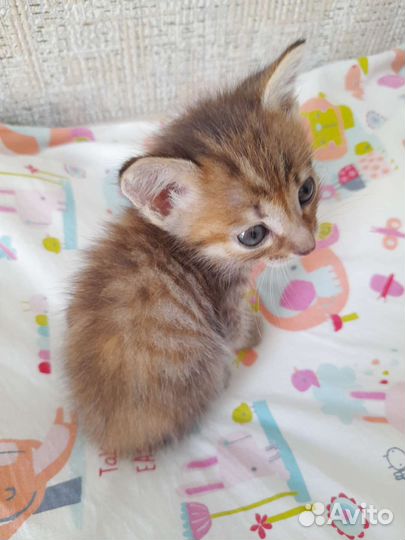 Котёнок