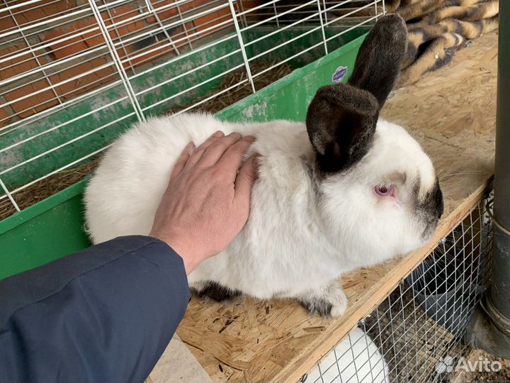 Калифорнийские кролики