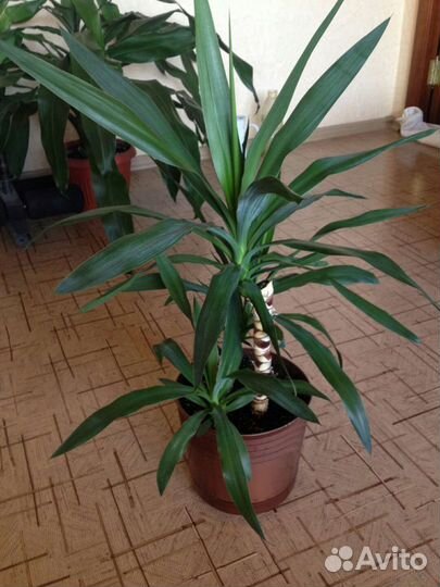 Пальма юкка