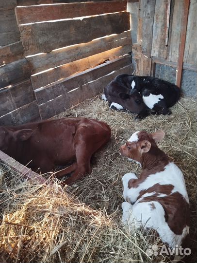 2 Бычка и Телочка