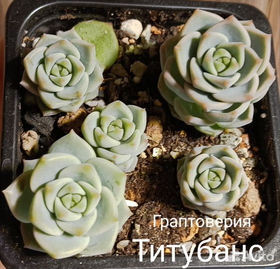 Суккуленты