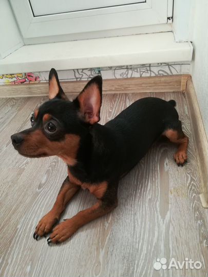 Кобель для вязки. Карликовый пинчер (помесь, метис