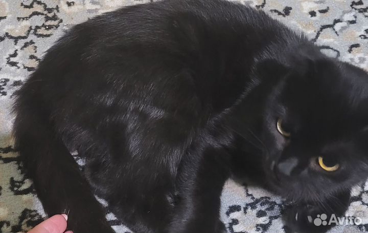 Кошка