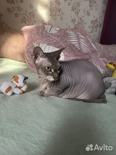 Продам кошку сфинкса
