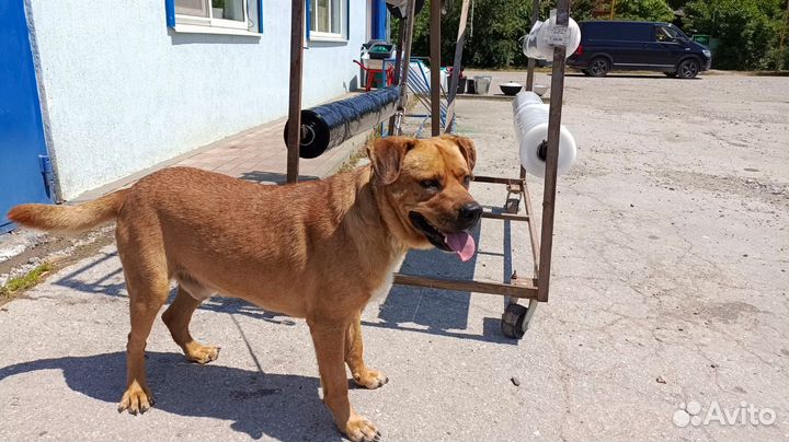 Собака в добрые руки