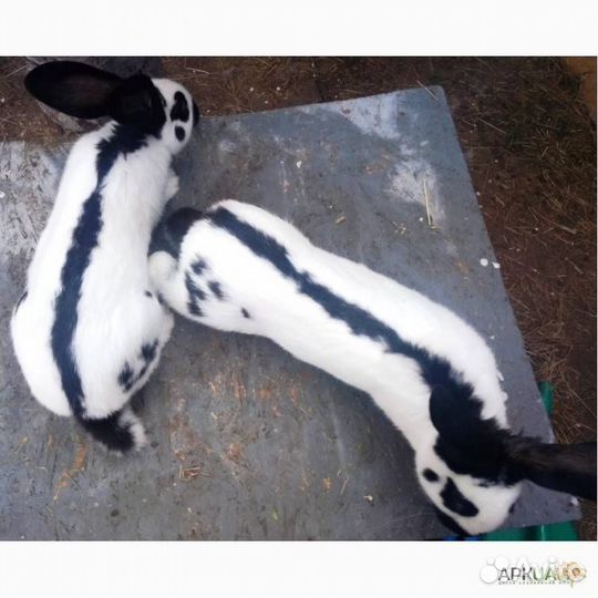 Кролики разных пород и возрастов