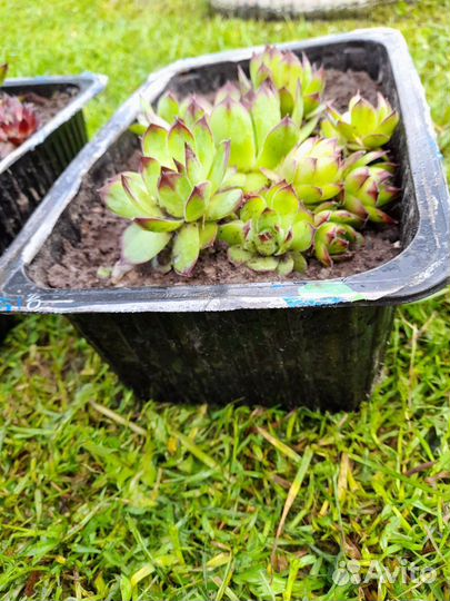 Суккуленты уличные