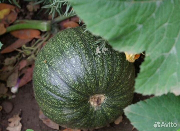 Экологически чистые кабачки, цукини, тыквочки