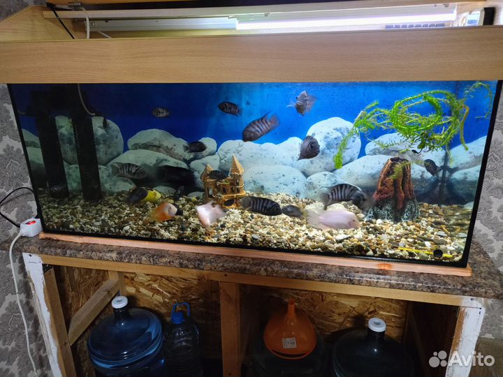 Цихлиды полосатые и желтые