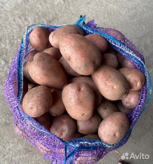 Картофель фламинго опт