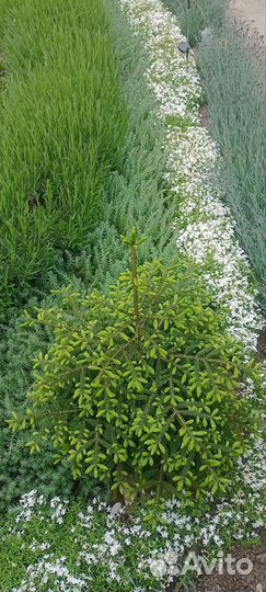 Почвопокровные растения набором