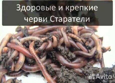 Черви для рыбалки