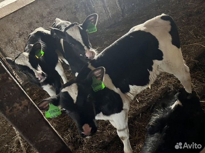 Бычки телята