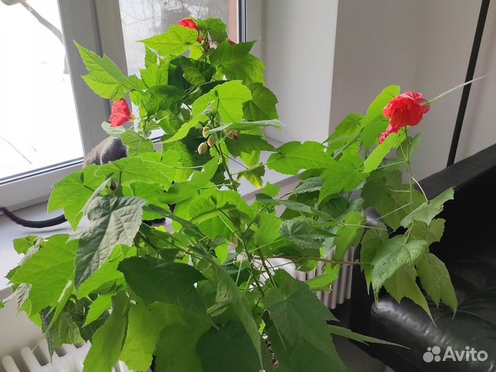 Клен комнатный абутилон
