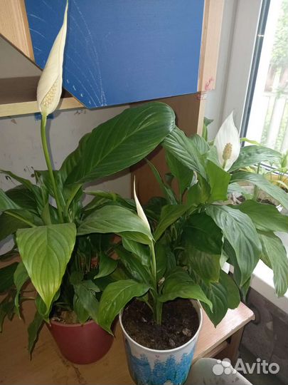 Спатифиллум