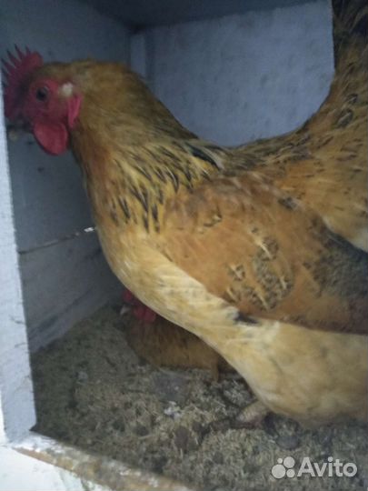 Инкубационное яйцо кучинская юбилейная