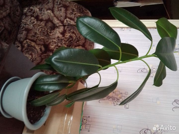 Фикус