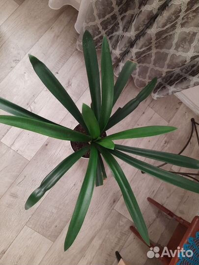 Кливия киноварная