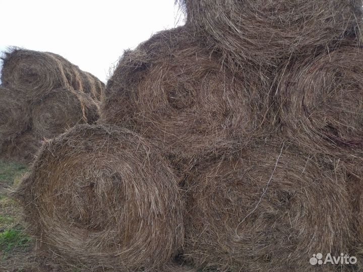 Продаю сено 2023г