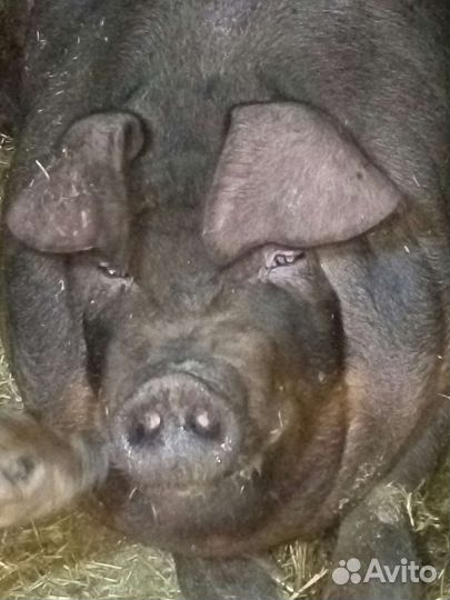 Поросята - дюрок, ландрас чистопородные на племя