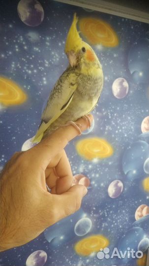 Попугай Корелла мальчик