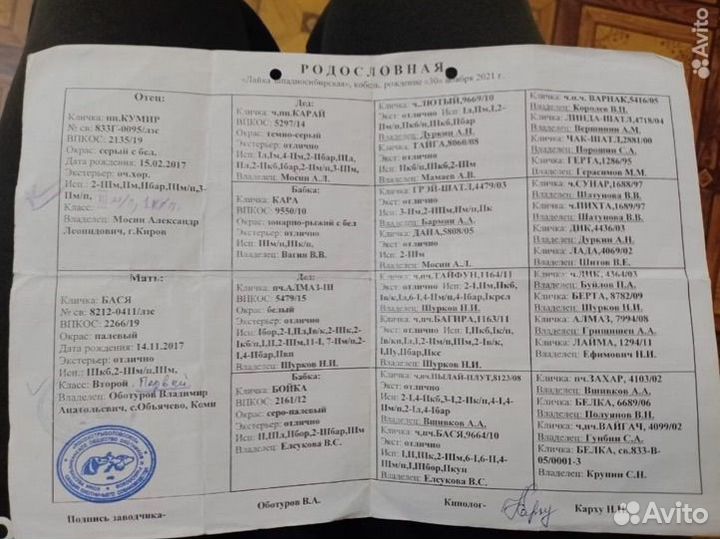 Западно сибирская лайка