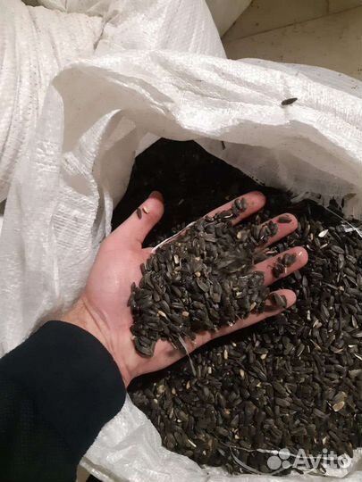 Семечки подсолнечника. Урожай 2022 года