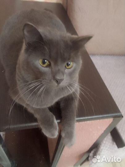 Котик в добрые руки