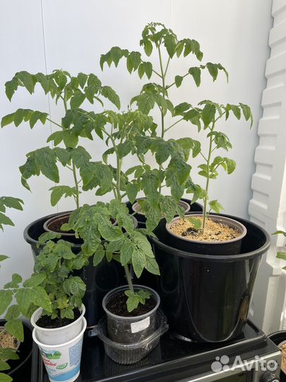 Рассада помидор Черри балконное чудо