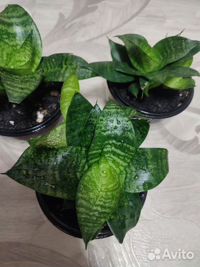 Сансевиерия мини