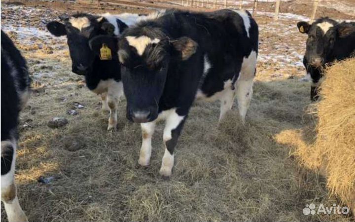 Бычки для откорма