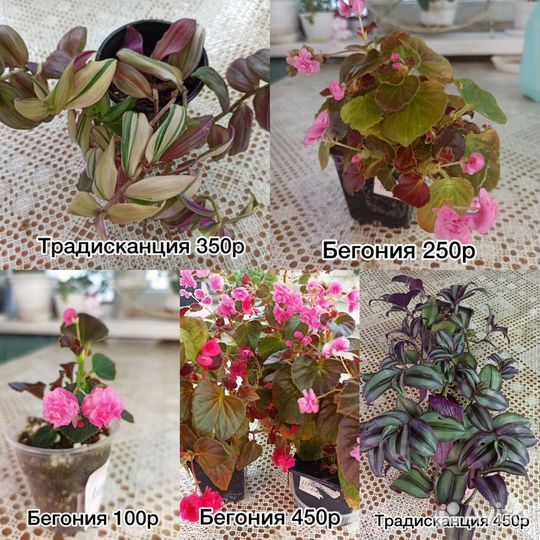 Комнатные цветы