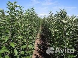 Саженцы яблони