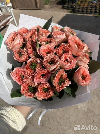 Пионовидные розы букет 51 шт 25 шт, роза эквадор