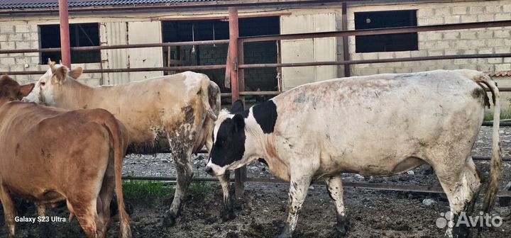 Бычки на Курбан