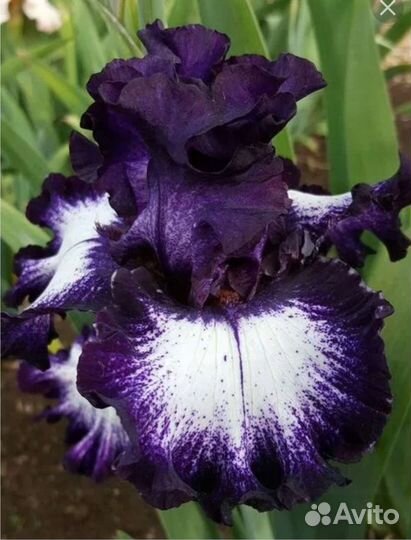 Ирис бородатый