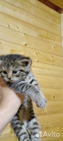 Бенгал +чаузи