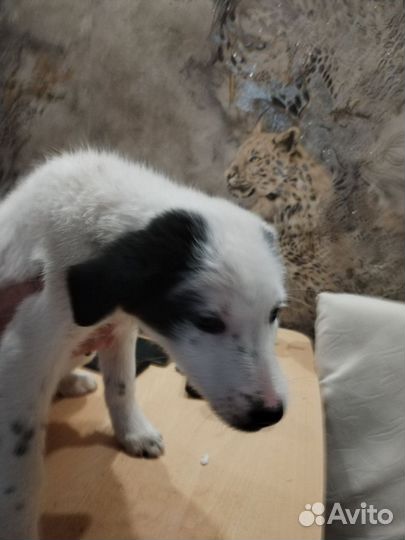 Щенки в добрые руки