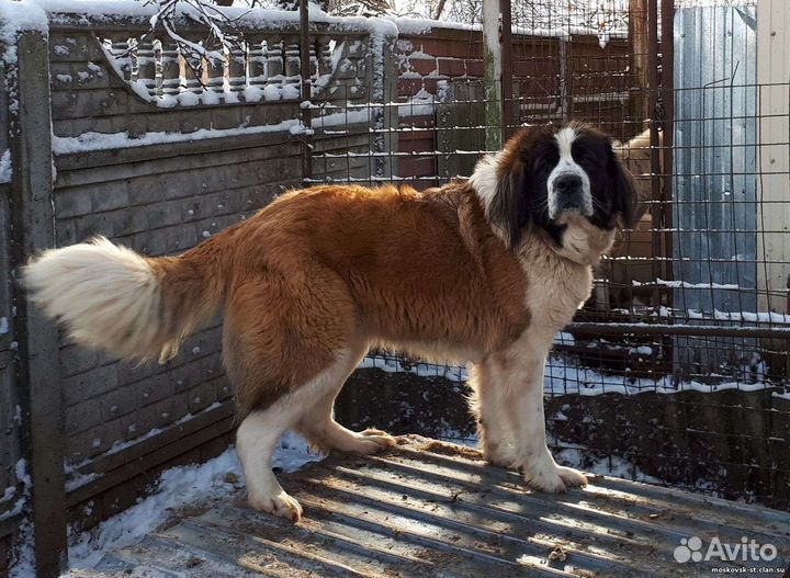 Московская сторожевая