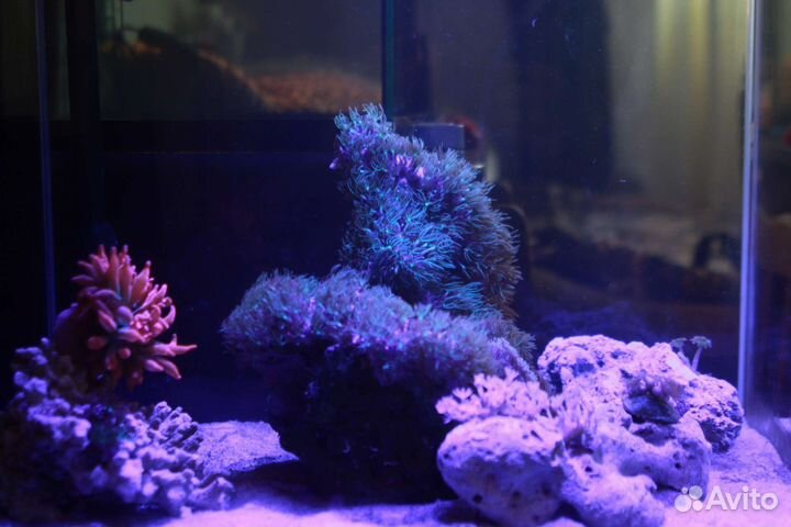 Морские кораллы для аквариума