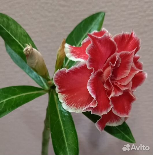 Адениумы : укорененные черенки и срезы