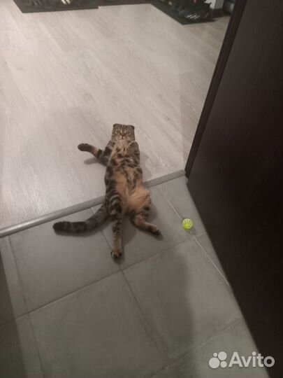 Шотландский вислоухий кот для вязки