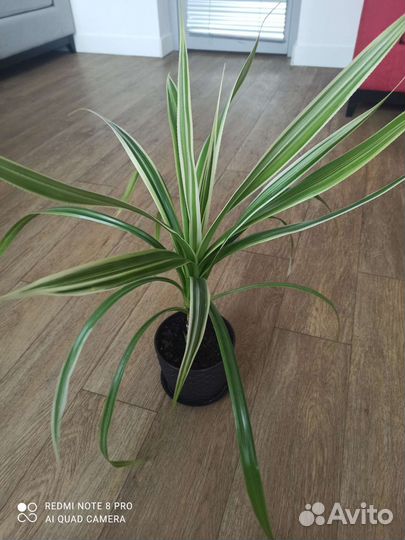 Комнатные цветы панданус