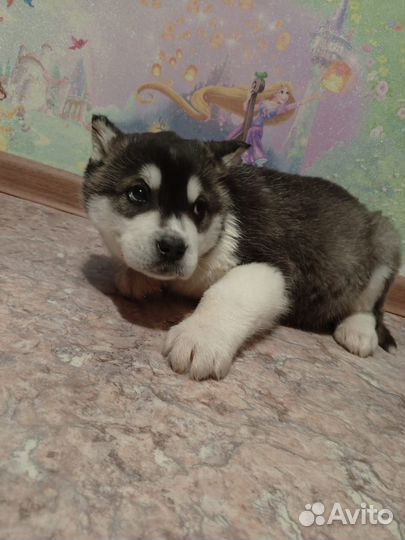 Щенки Хаски