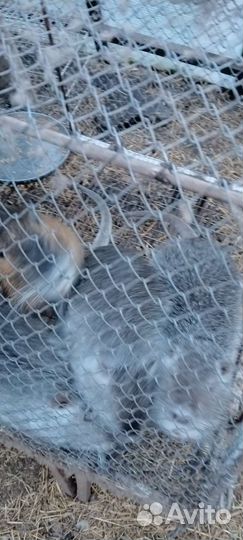 Нутрии самцы