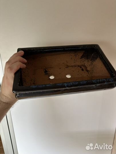 Бонсайница