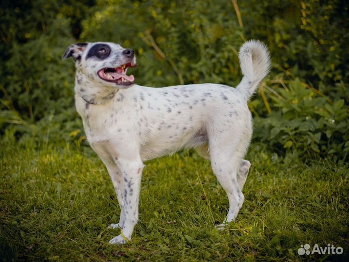 Собака в добрые руки