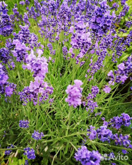 Рассада лаванды